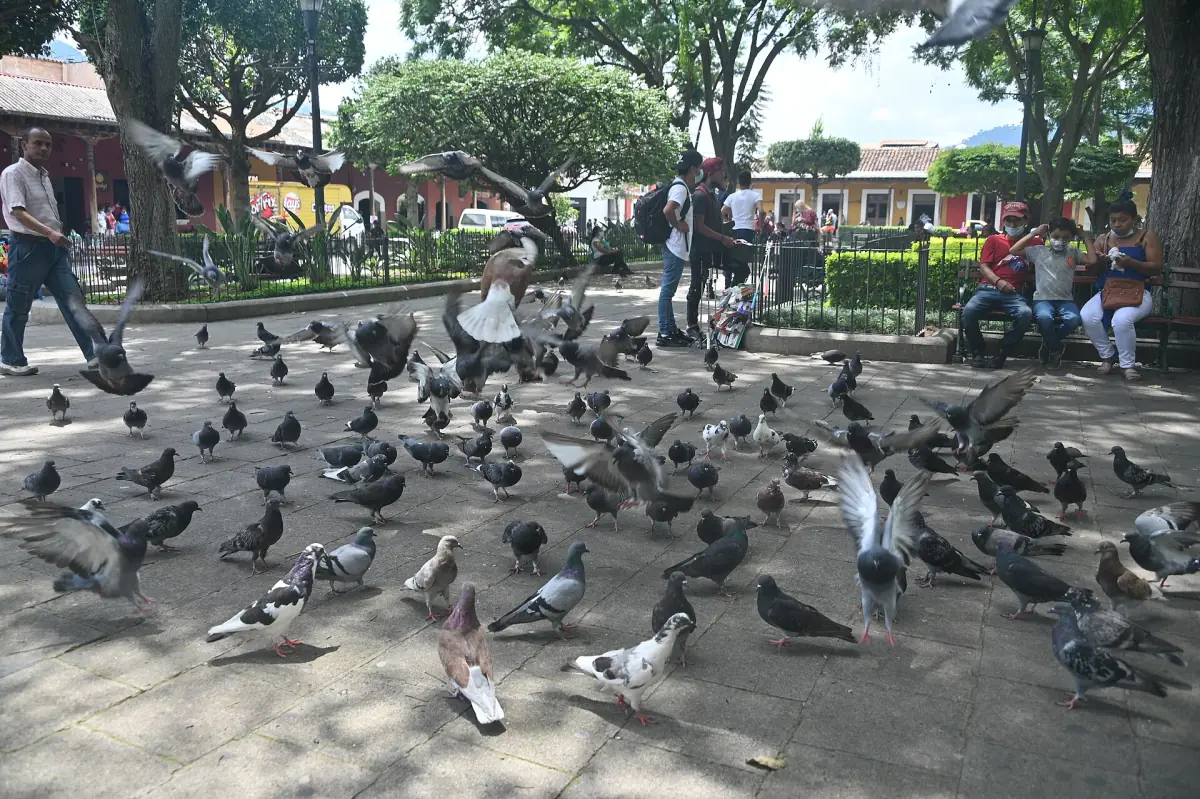Pigeons and visitors in Antigua's Parque Central